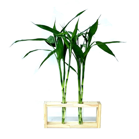 Vaso Duplo com Suporte de Madeira Pinus e Bambu da Sorte (6 Hastes)