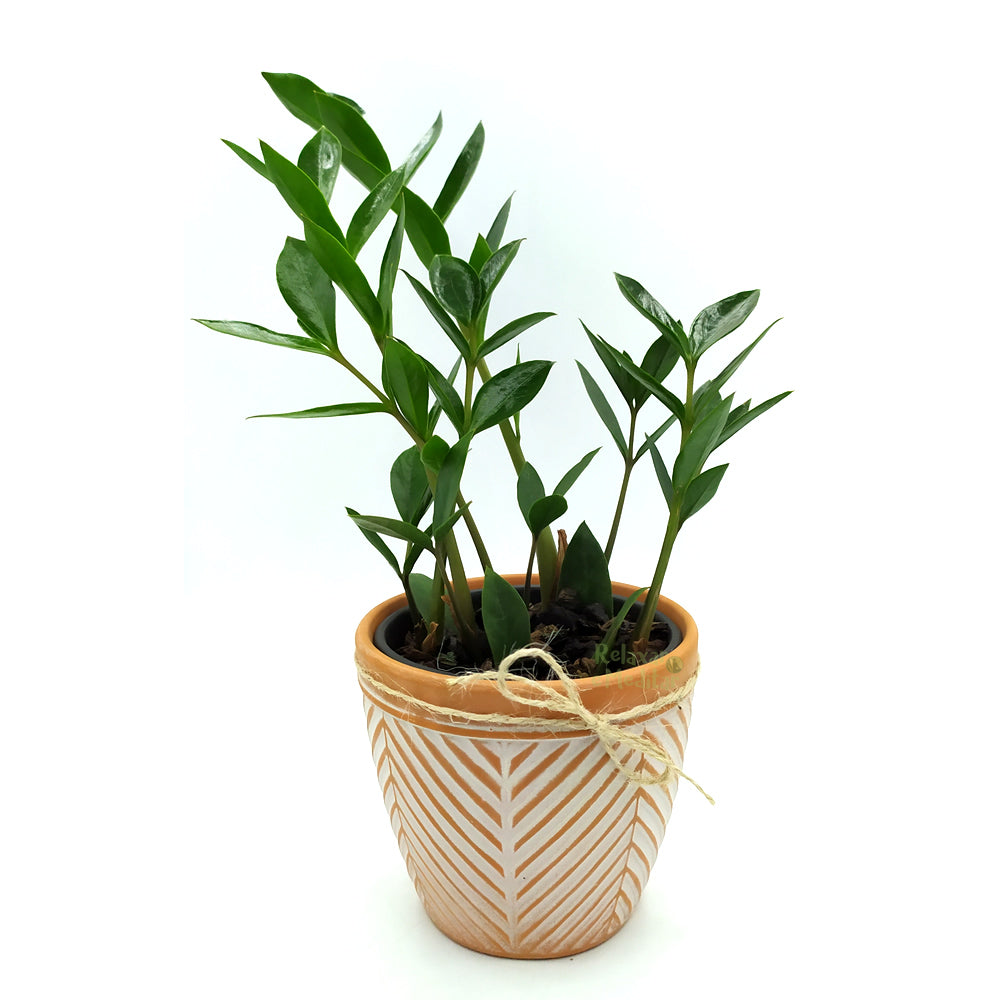 Vaso em Cerâmica com Muda de Zamioculca (Planta da Fortuna)