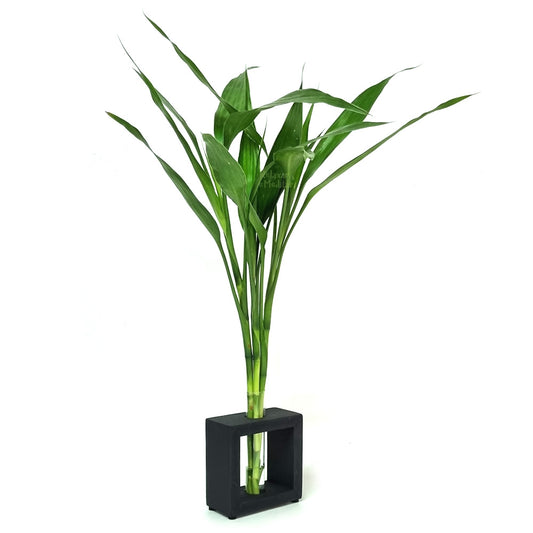 Vaso em Vidro e Suporte de Madeira Médio com 3 Hastes de Bambu da Sorte