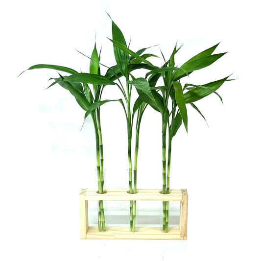 Vaso Triplo com Suporte de Madeira Pinus e Bambu da Sorte (6 Hastes)